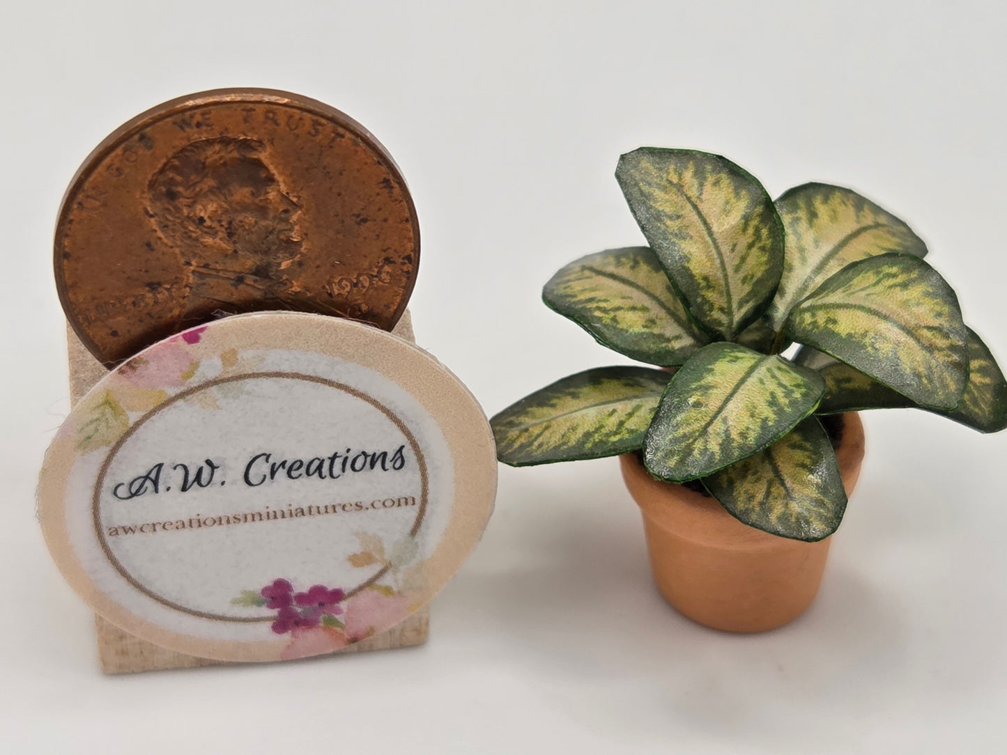 Plant 15mm Pot - Dieffenbachia