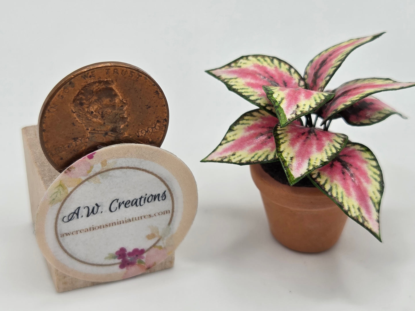 Plant 3/4" Pot - Pink & Green Coleus