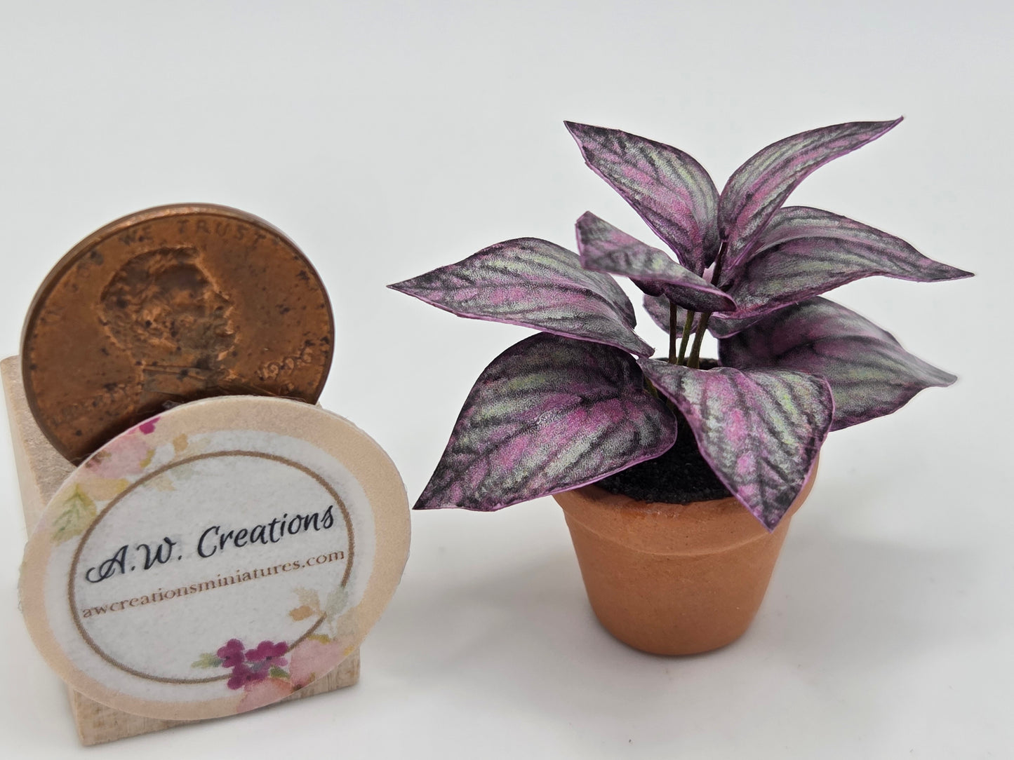 Plant 3/4" Pot - Purple Coleus