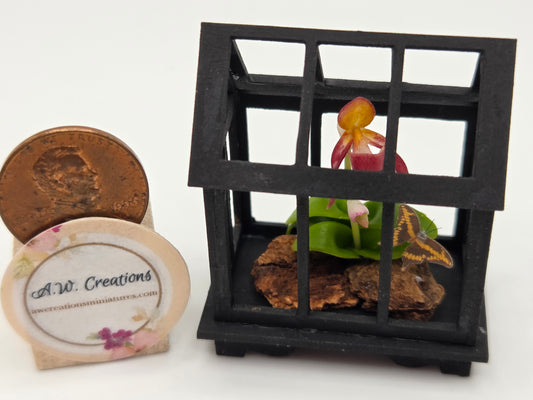 Terrarium - Black with Maroon Lady Slipper Orchid