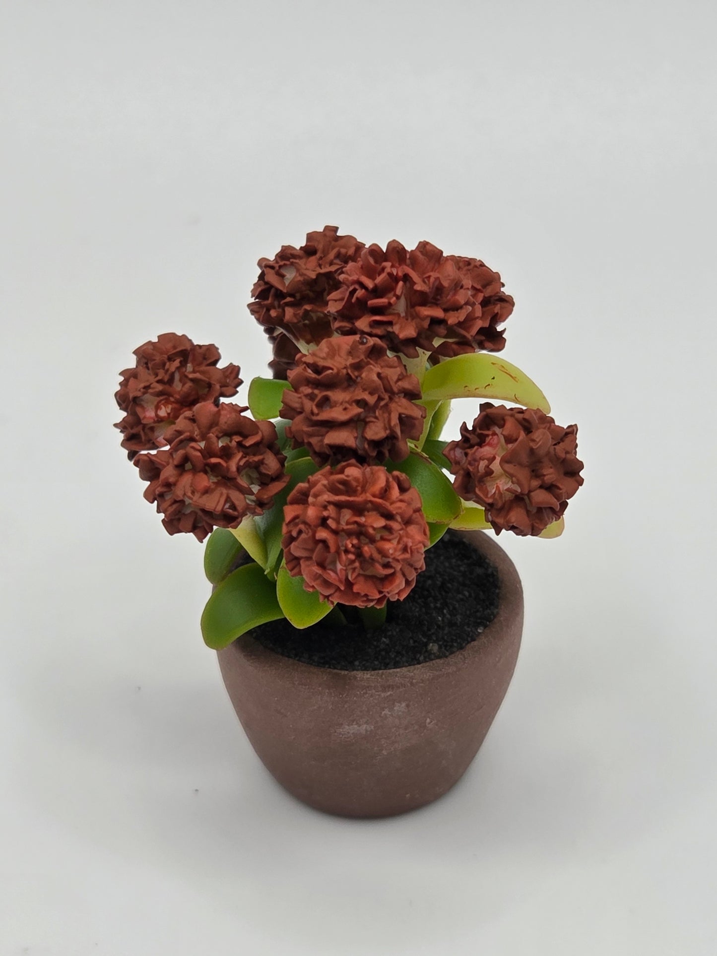 Chrysanthemum - Fall Colored