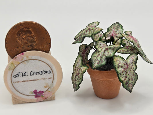 Plant 3/4" Pot - Green speckled Caladium