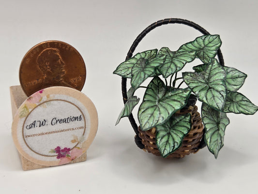 Hanging Basket - Caladium