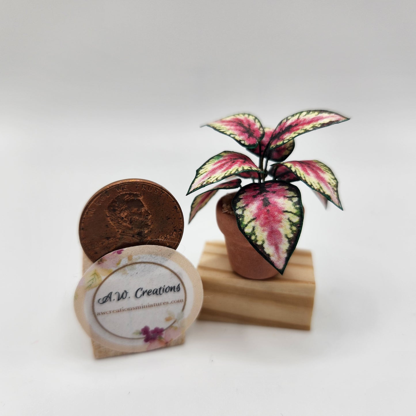 Coleus - Pink & Green