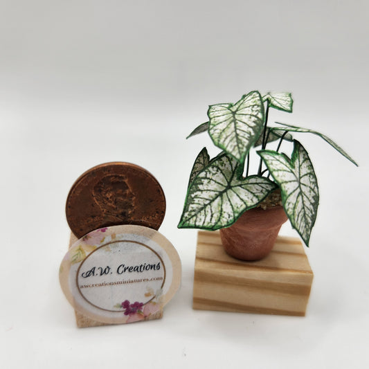 Caladium - Green & White