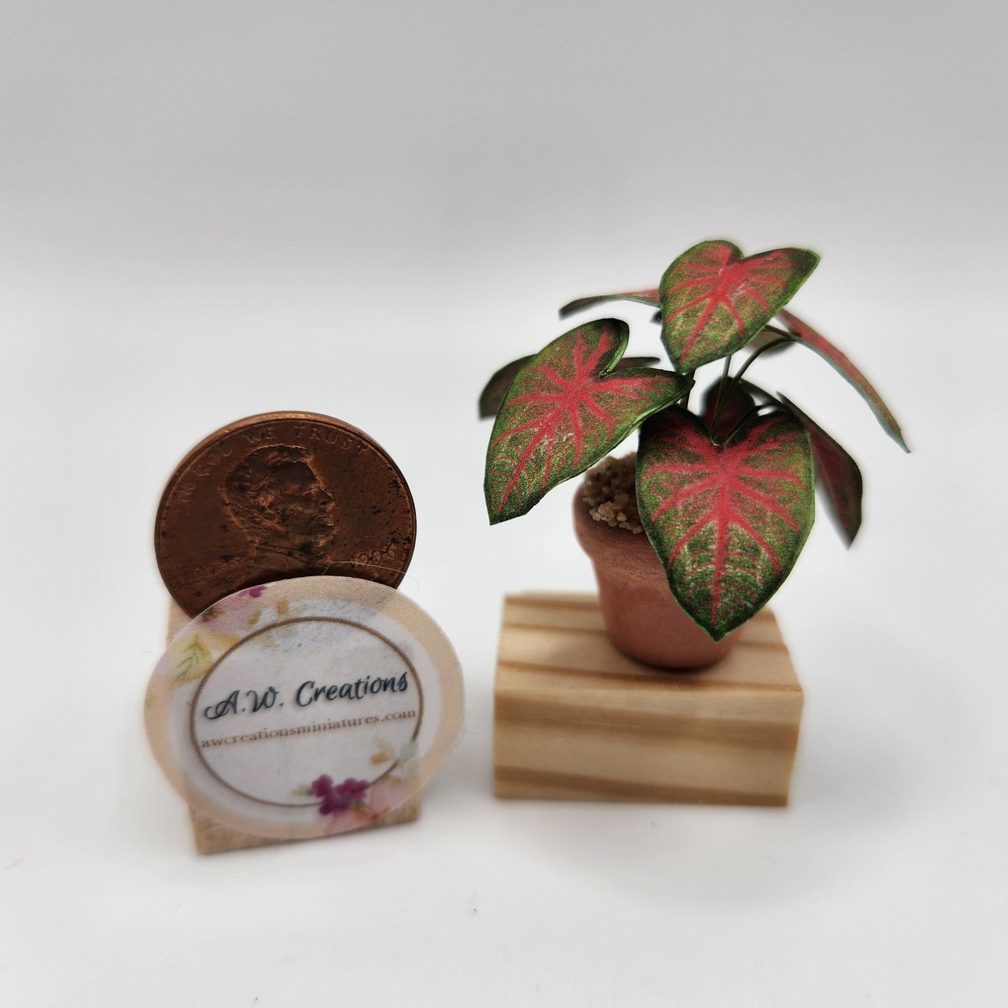 Caladium - Red & Green