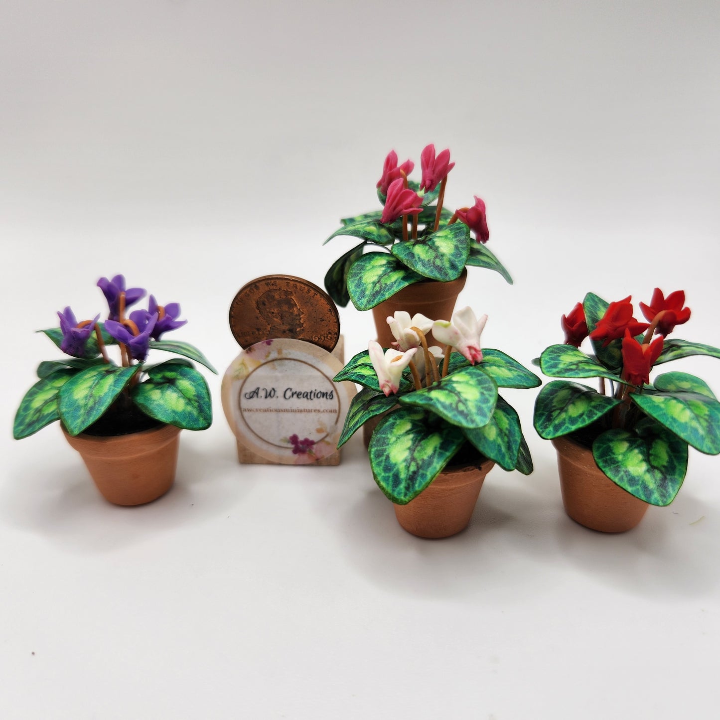 Flowering Plant - Cyclamen