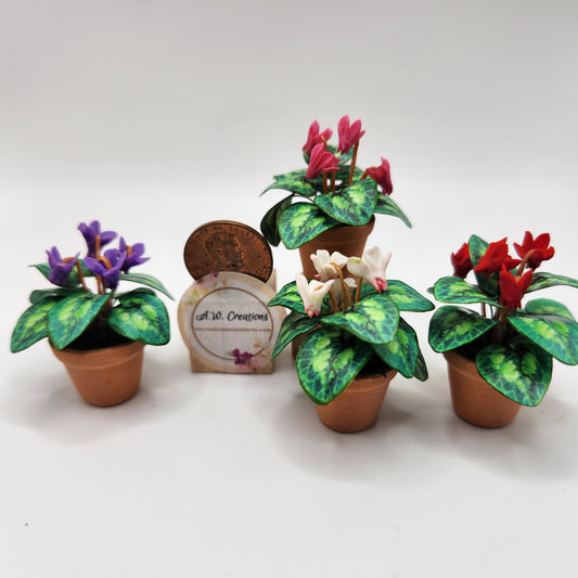 Flowering Plant - Cyclamen