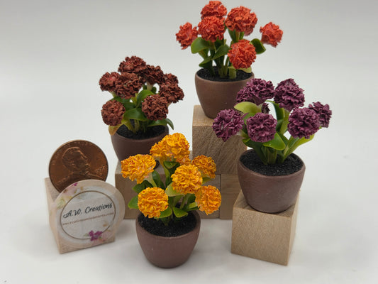 Chrysanthemum - Fall Colored