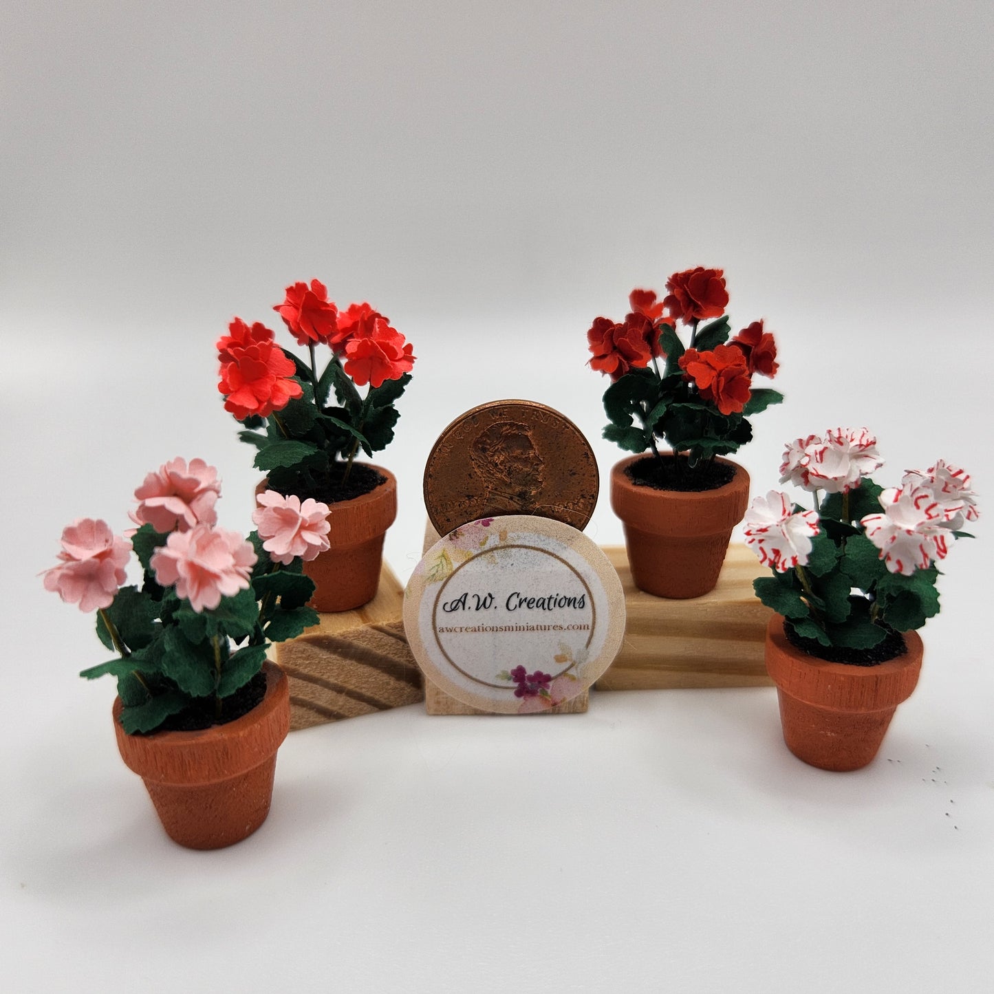 Geranium Plants