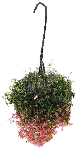 Hanging Basket - Fuchsia, Large