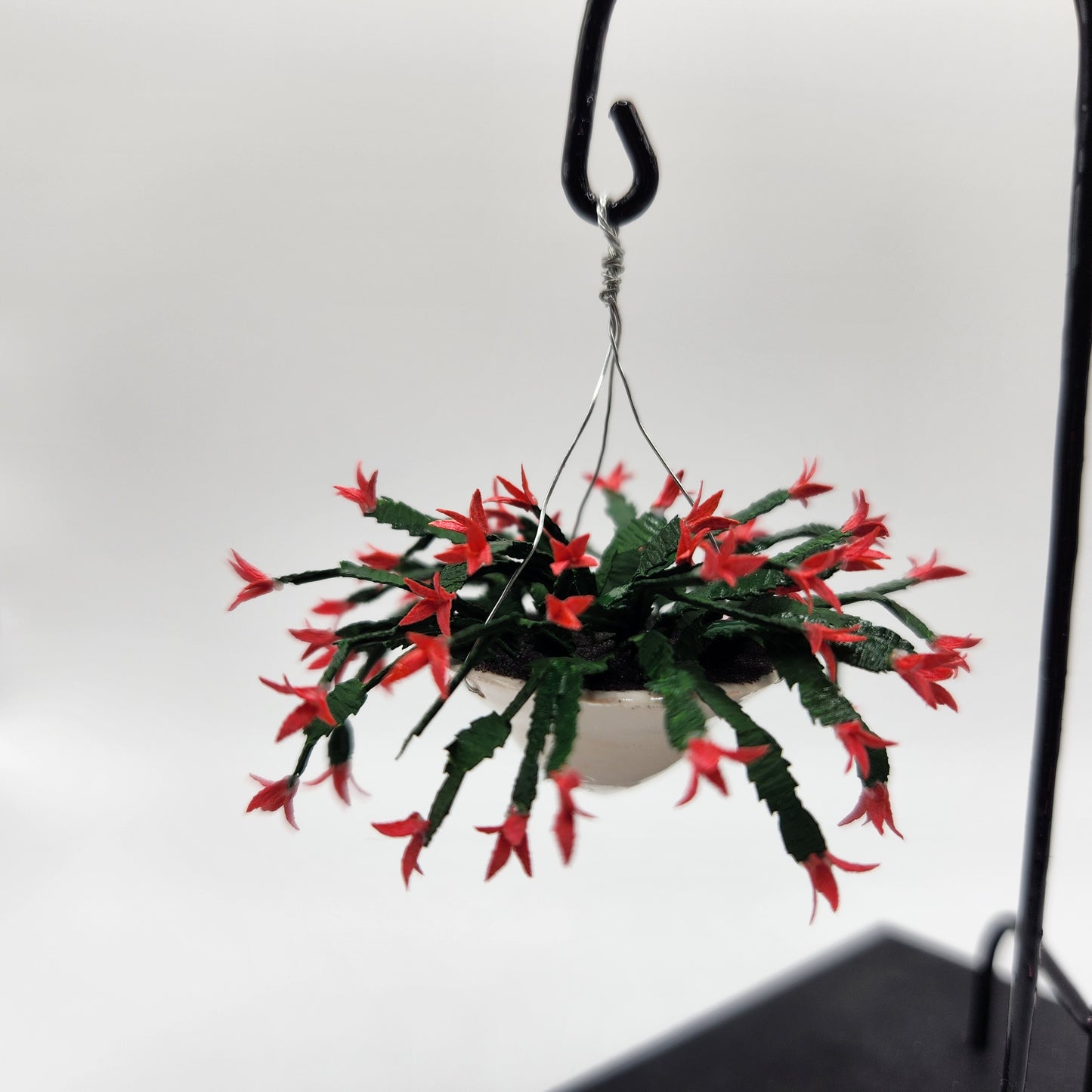 Hanging Christmas Cactus - Red