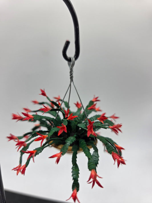 Hanging Plant - Christmas Cactus Red