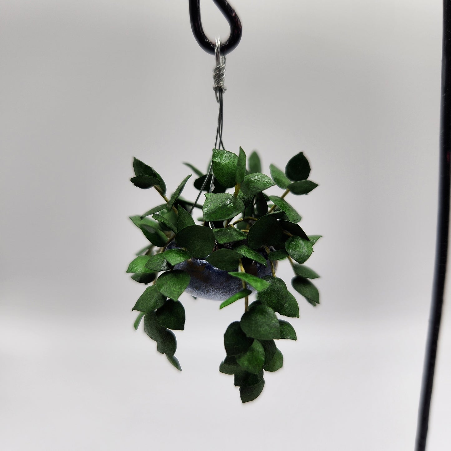 Hanging Pothos