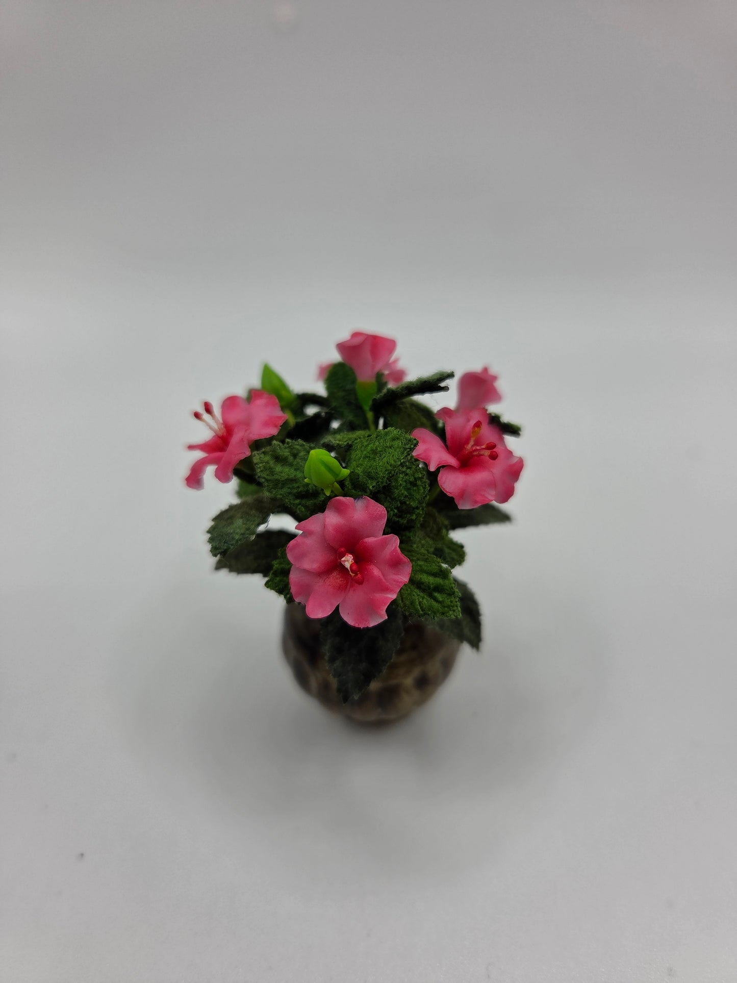 Hibiscus Plant