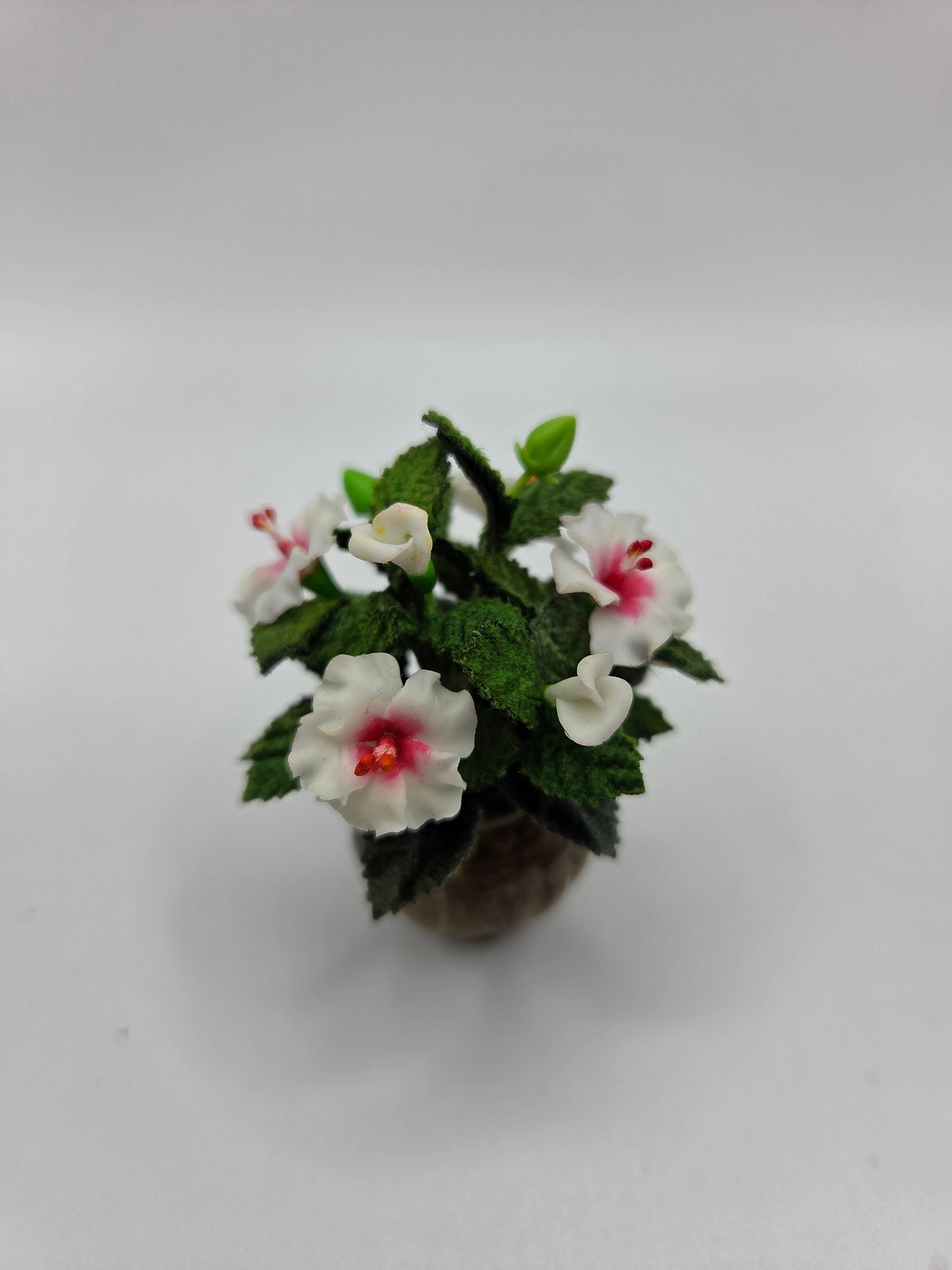 Hibiscus Plant