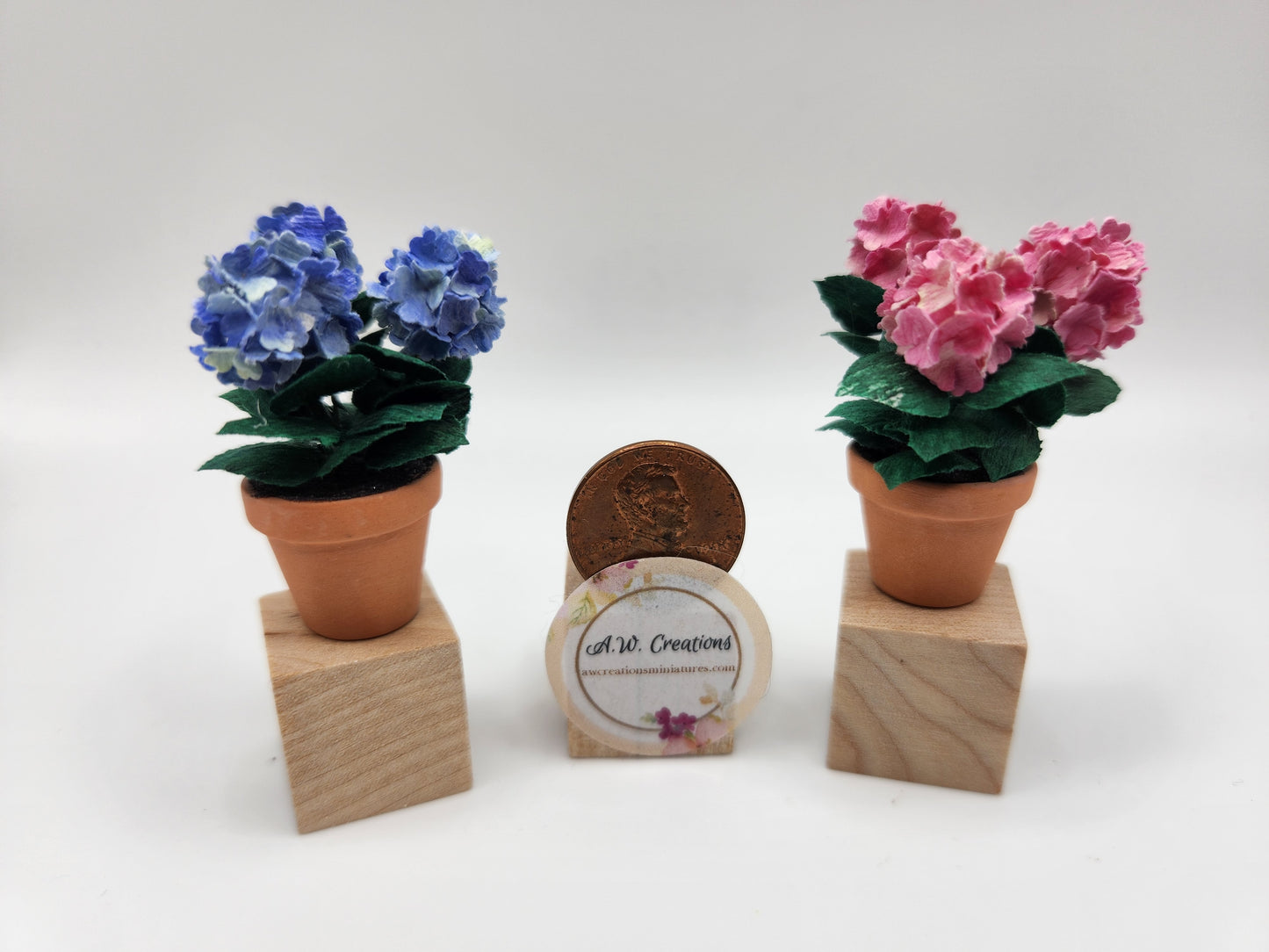 Hydrangea Plant