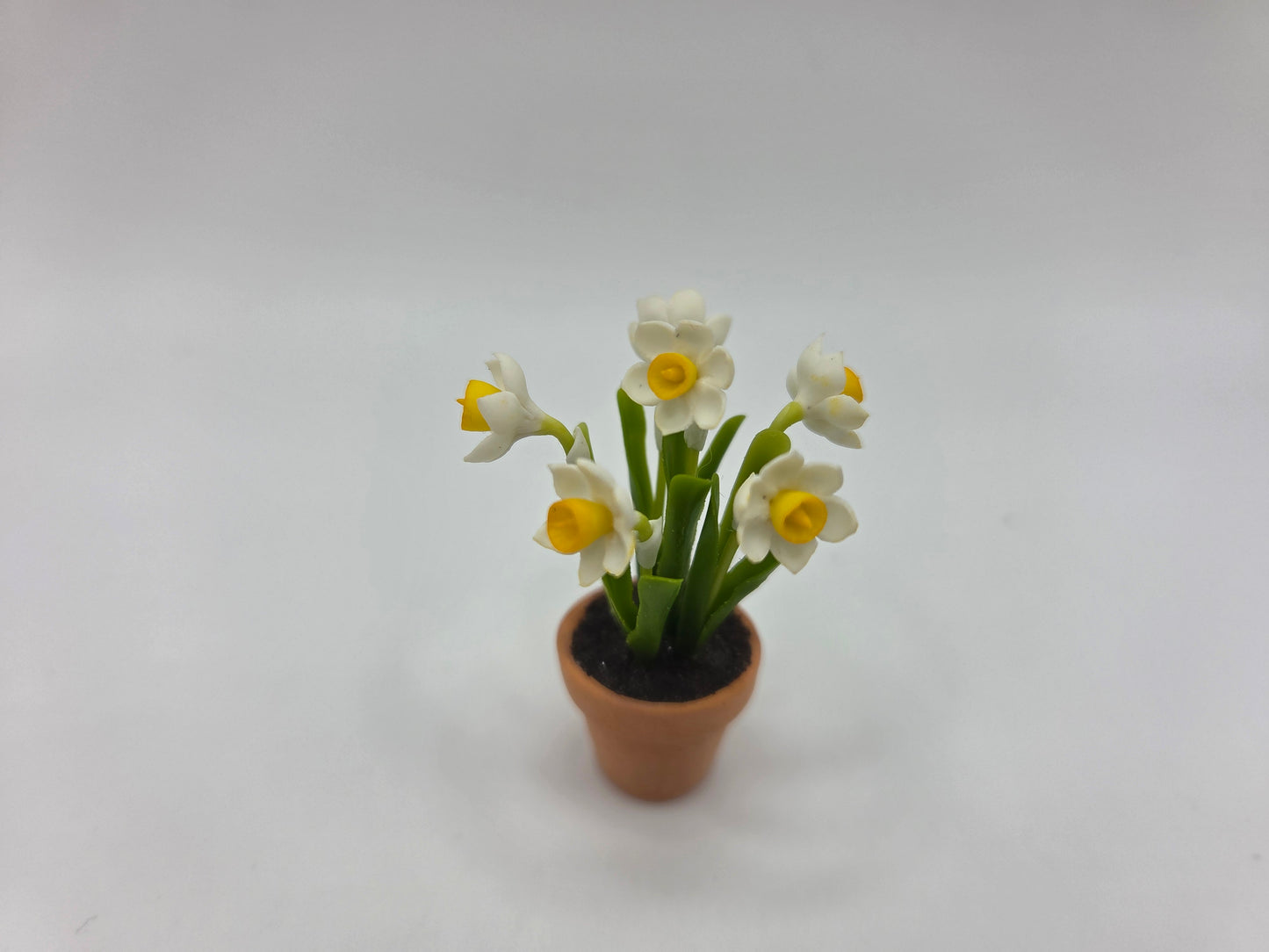 Potted Daffodils - Large