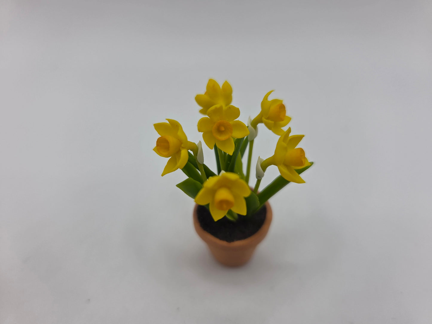 Potted Daffodils - Large