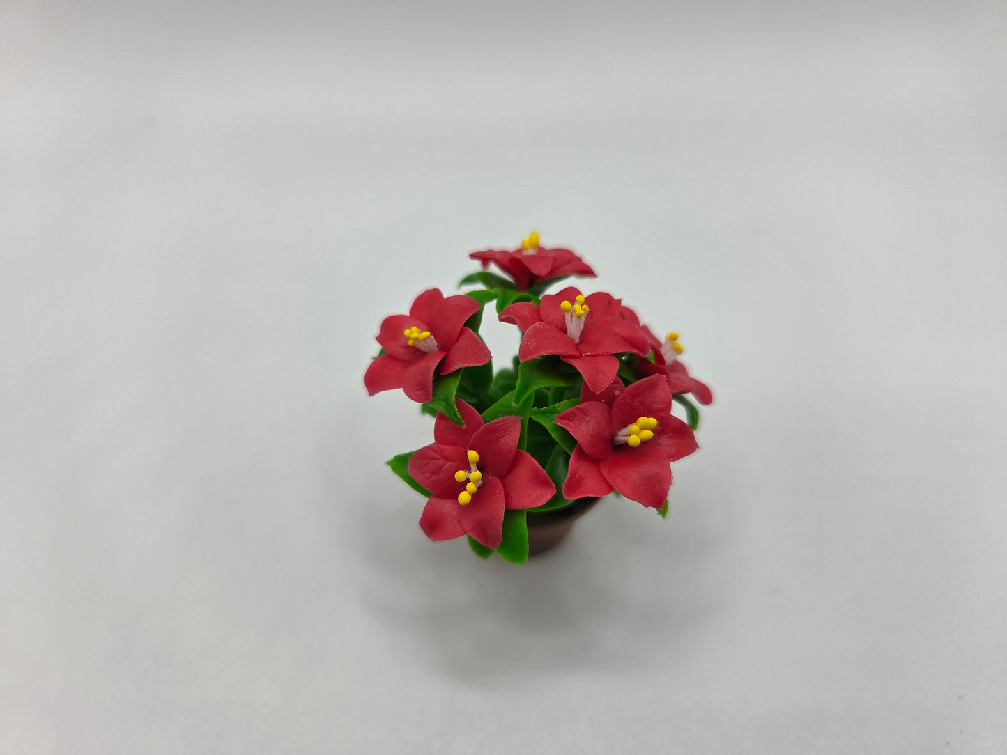 Potted Poinsettia