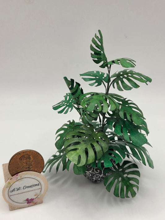 Plant - Monstera in Black pot