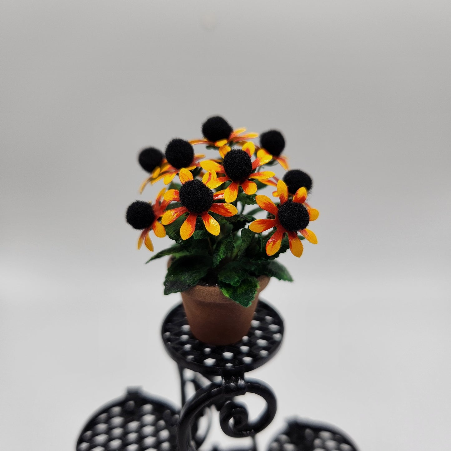 Kit - Marmalade Black Eyed Susan