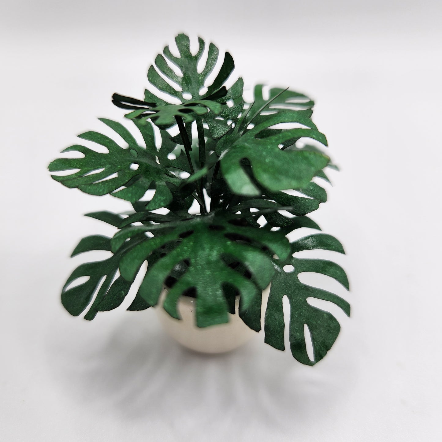 Delicious Monstera plant in glazed ceramic pot