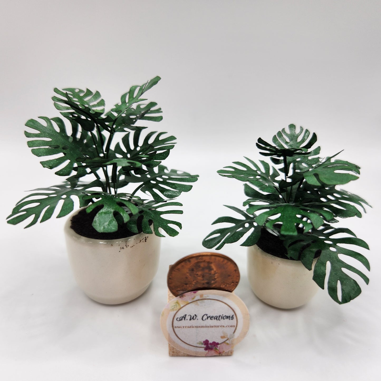 Delicious Monstera plant in glazed ceramic pot