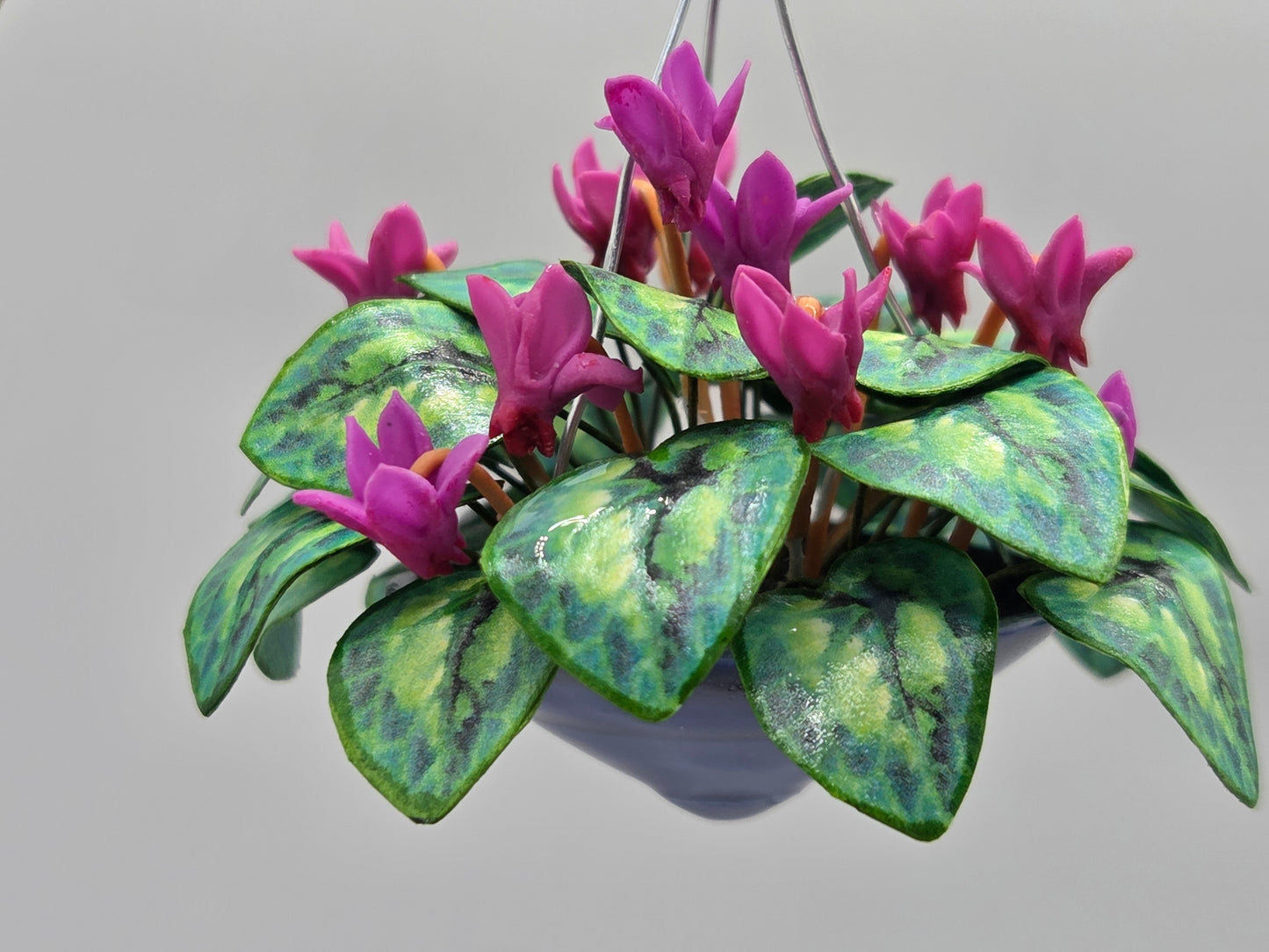 Hanging Cyclamen - Mulberry