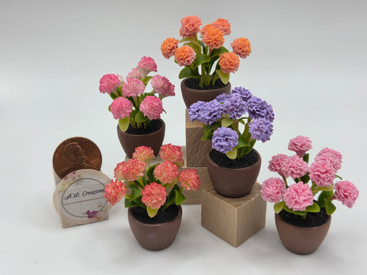 Chrysanthemum - Spring Colored