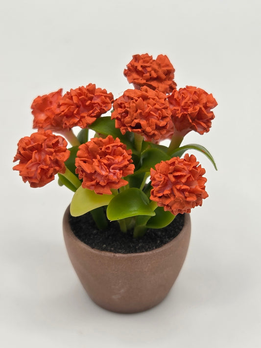 Chrysanthemum - Fall Colored