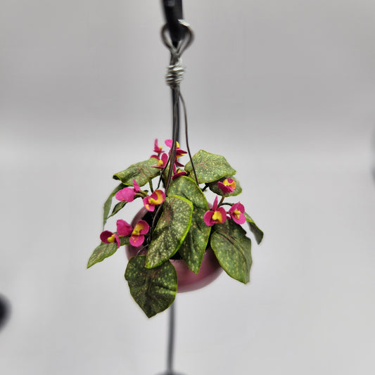 Hanging Begonia Plant - Pink