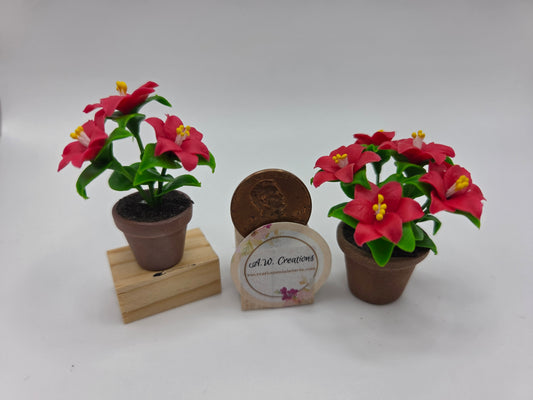 Potted Poinsettia