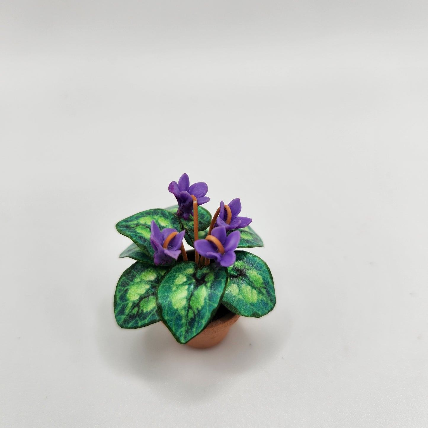 Flowering Plant - Cyclamen