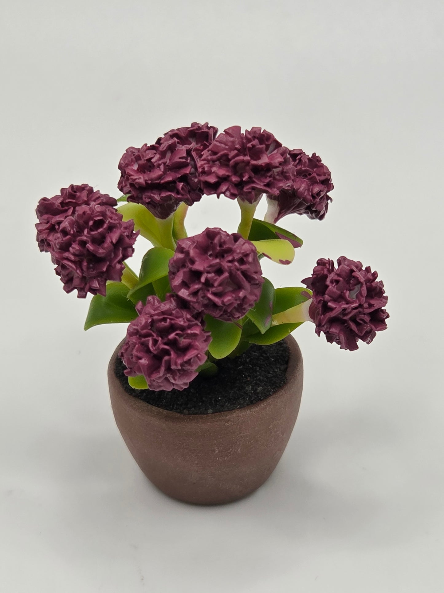 Chrysanthemum - Fall Colored