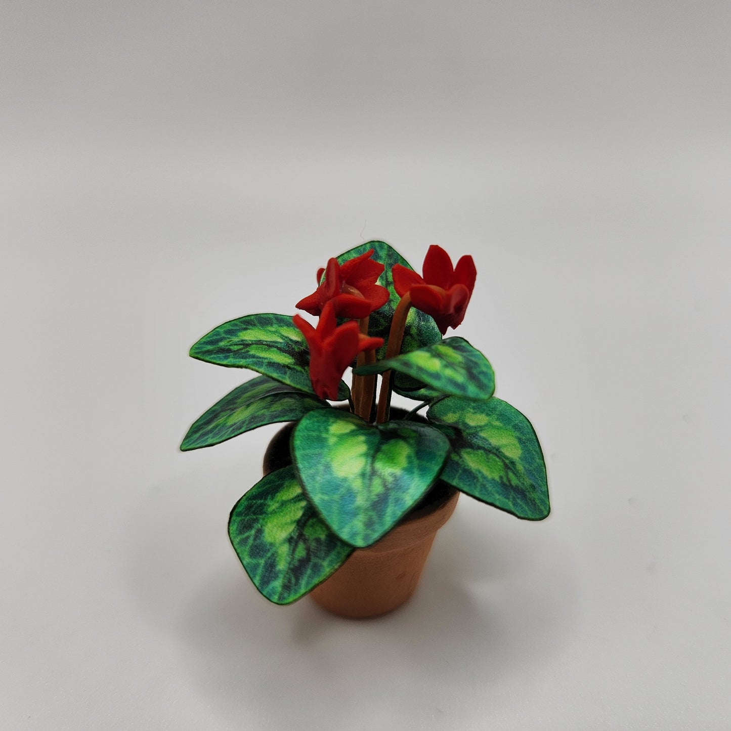 Flowering Plant - Cyclamen