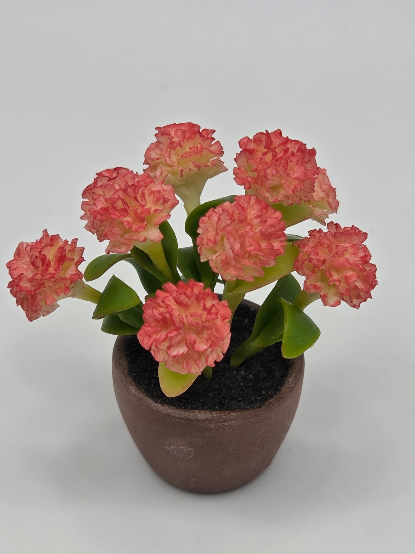 Chrysanthemum - Spring Colored