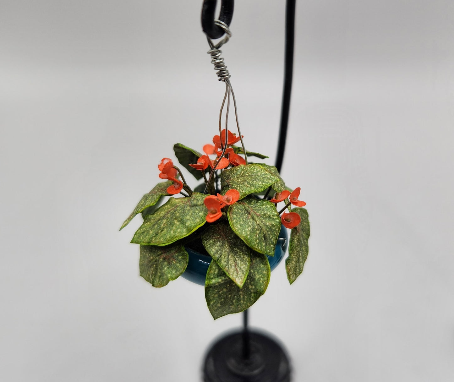 Hanging Begonia Plant - Salmon