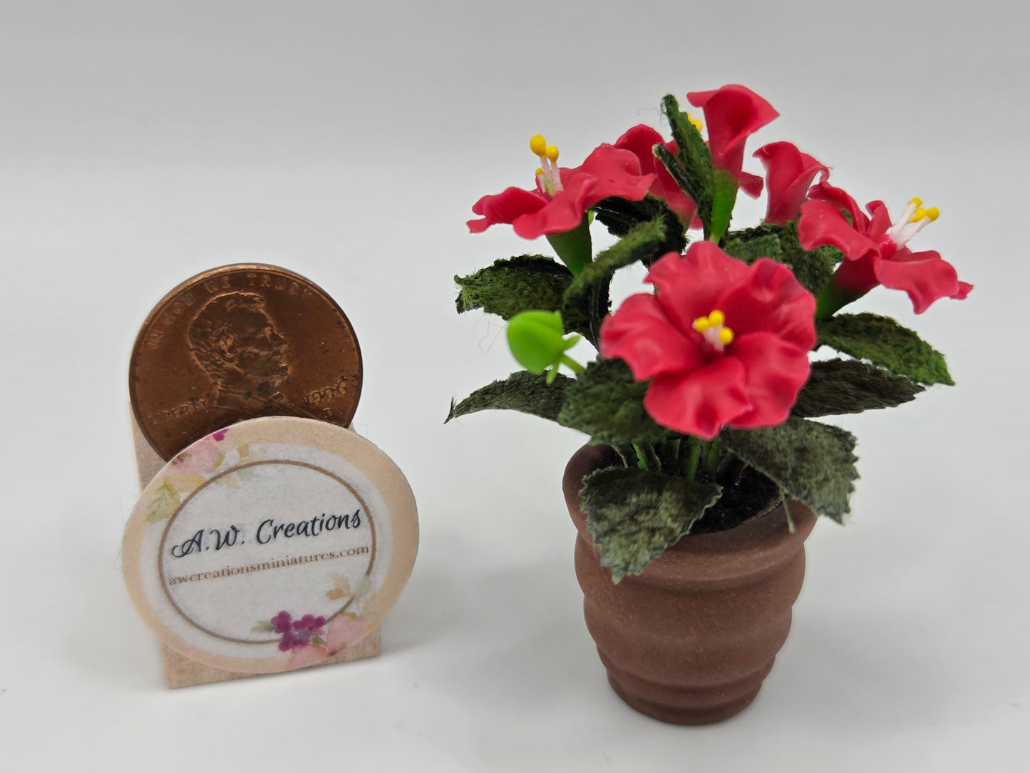 Hibiscus Plant
