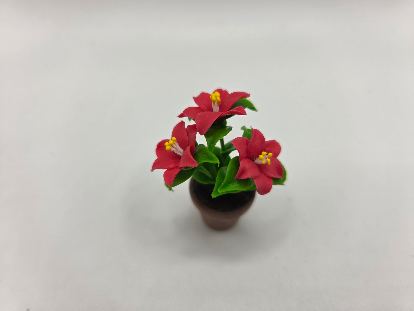 Potted Poinsettia