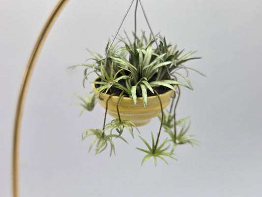 Hanging Plant - Spider Plant