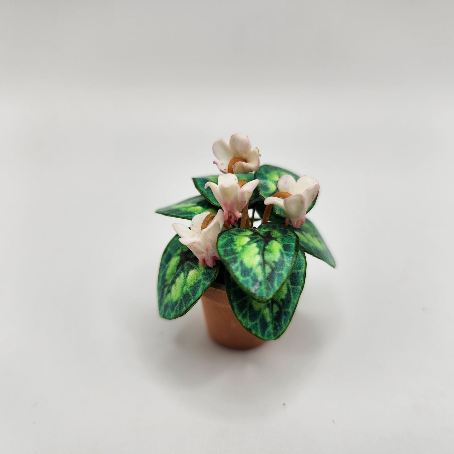 Flowering Plant - Cyclamen