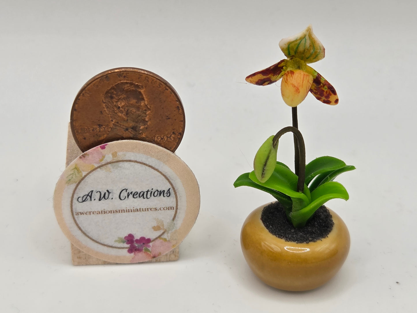 Orchid Plant