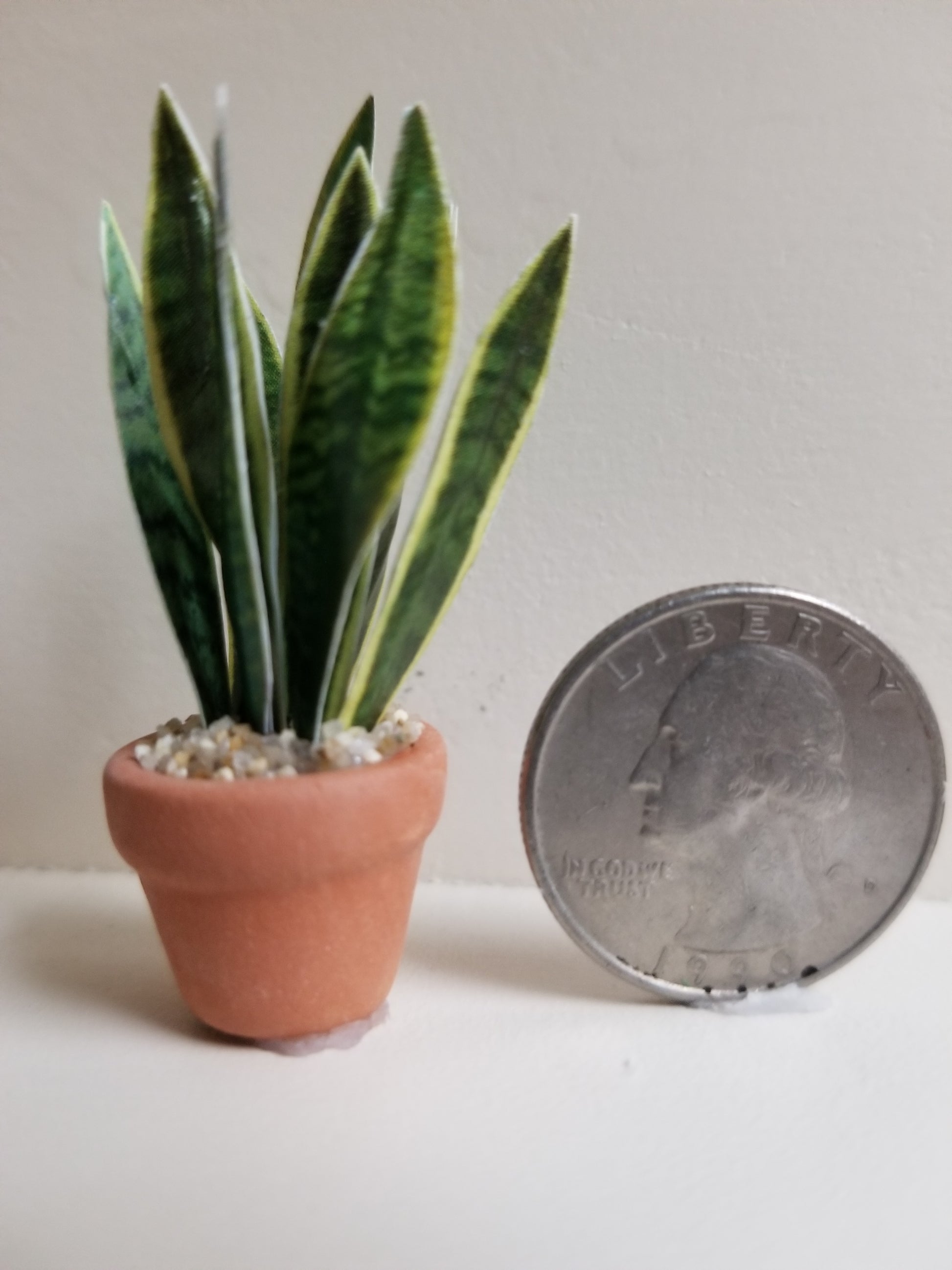 Miniature mother in law tongue plant in terra cotta pot