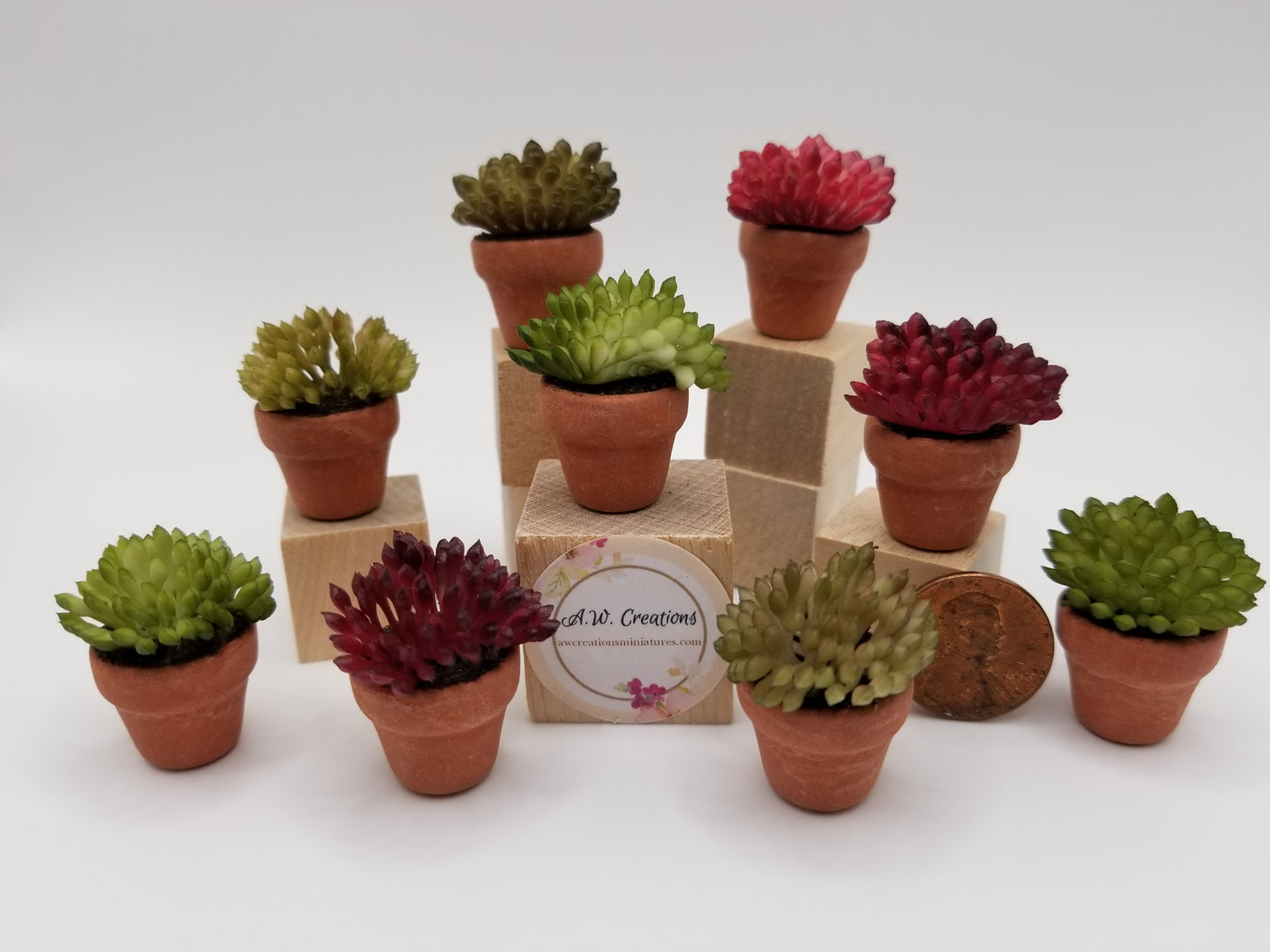 Succulent plants
