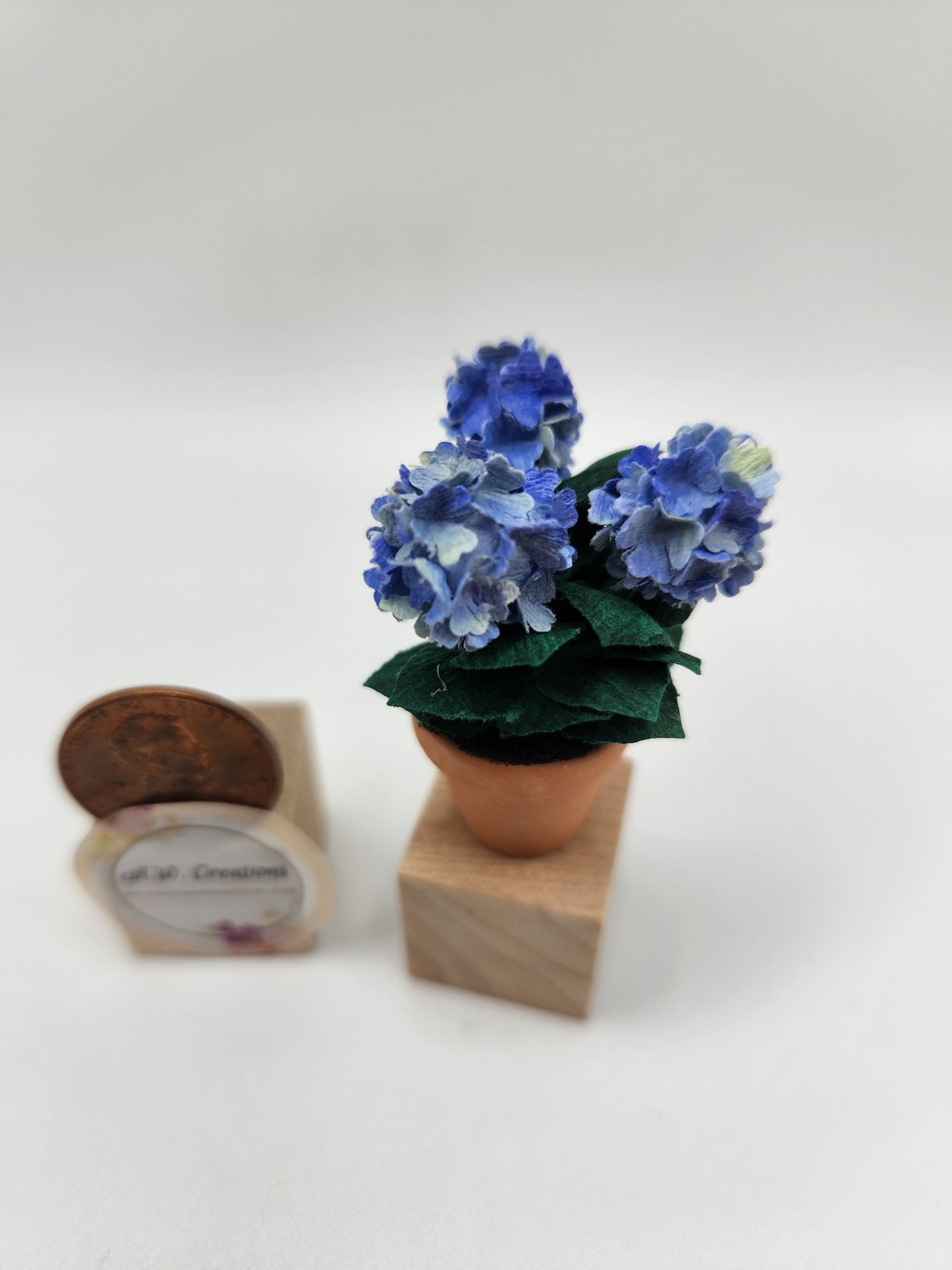 Hydrangea Plant
