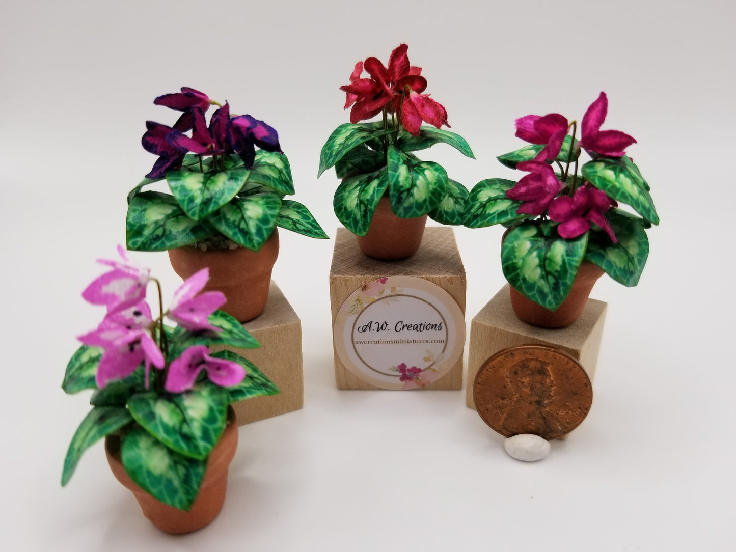 Cyclamen flowering plant