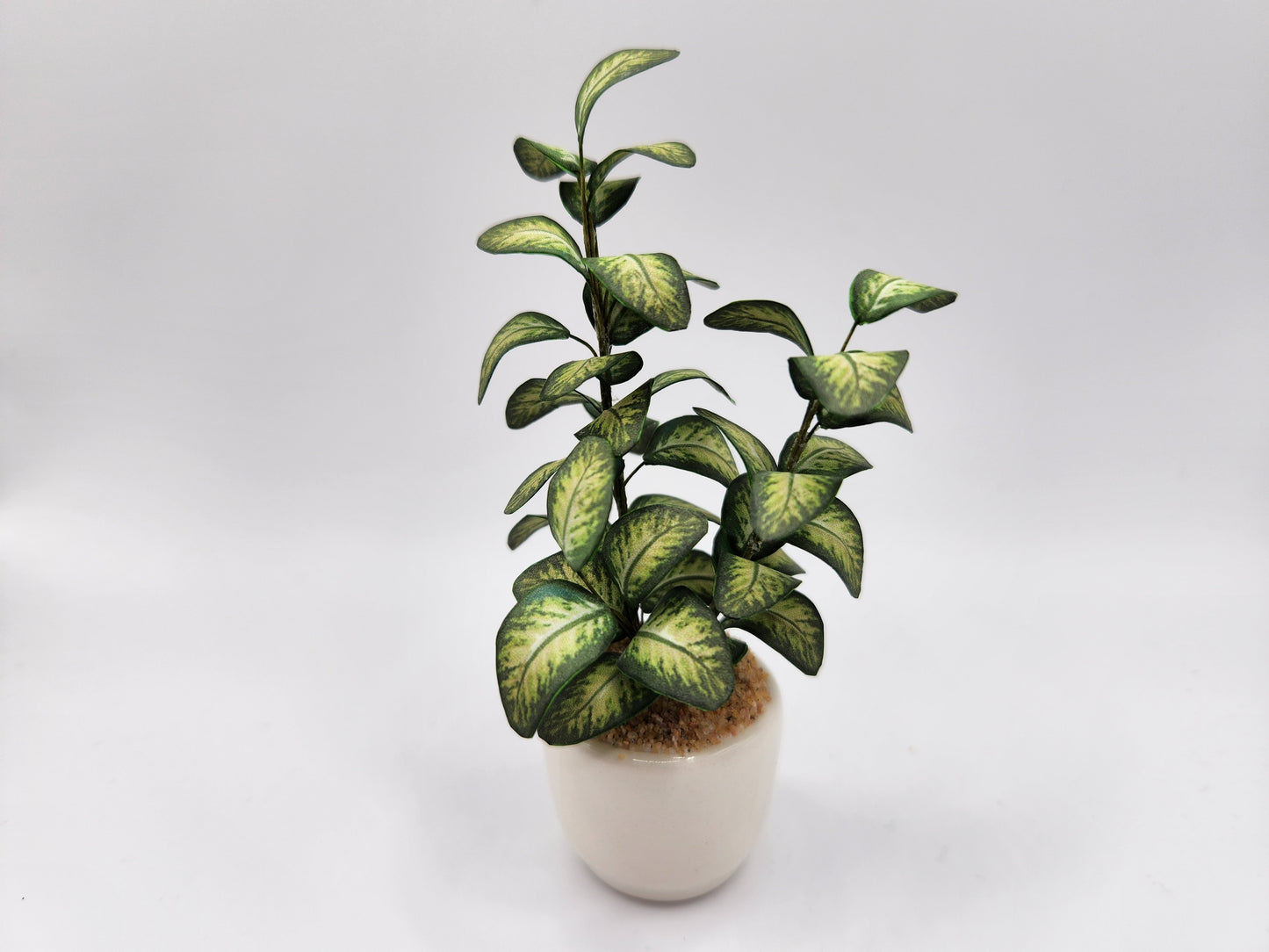 Dieffenbachia plant in glazed ceramic pot