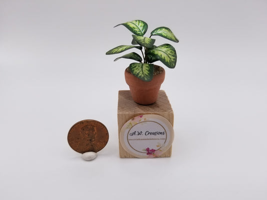 Dieffenbachia plant in terra cotta pot