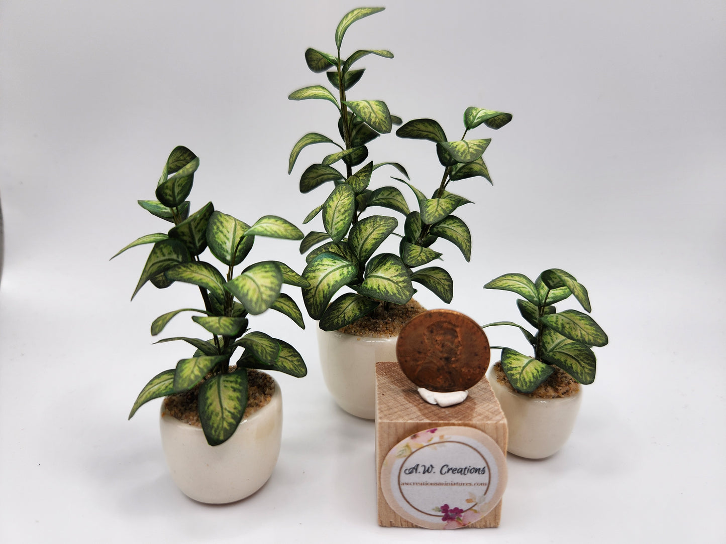 Dieffenbachia plant in glazed ceramic pot